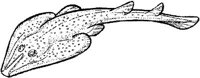 SHR032E.JPG