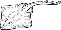 SHR032C.JPG