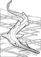 SHR027A.JPG