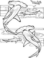 SHR026A.JPG