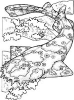 SHR021A.JPG