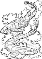 SHR020A.JPG