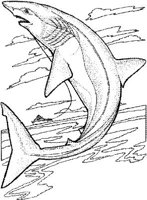 SHR019A.JPG