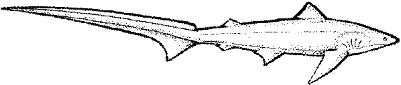 SHR017A.JPG