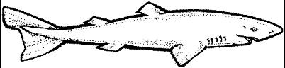 SHR016N.JPG