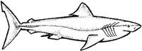 SHR016L.JPG