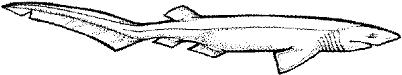 SHR016G.JPG