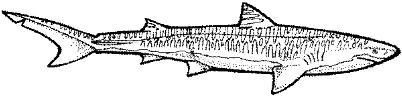SHR016C.JPG