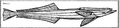 SHR011A.JPG
