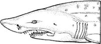 SHR009C.JPG