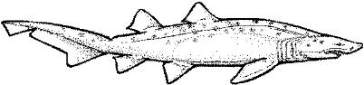 SHR009A.JPG