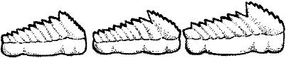 SHR006D.JPG