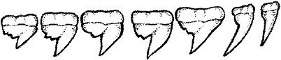 SHR006C.JPG