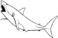 SHI027C.JPG