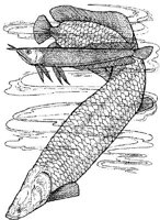 SCS032A.JPG