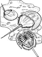 SCS024A.JPG