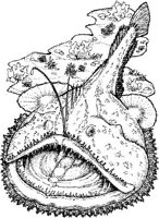 SCS022A.JPG