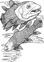 SCS009A.JPG
