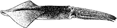MAR032A.JPG