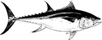 MAR030B.JPG