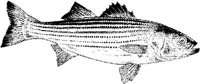 MAR028A.JPG