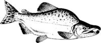 MAR027C.JPG