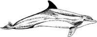 MAR022C.JPG