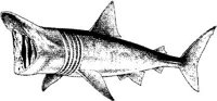 MAR020C.JPG