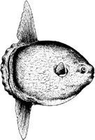 MAR018C.JPG