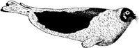 MAR018A.JPG