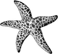 MAR014B.JPG