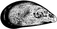 MAR007A.JPG