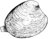 MAR006A.JPG