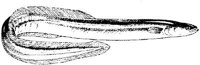 MAR005B.JPG