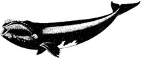 MAR003B.JPG