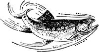 LAC013G.JPG