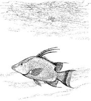 FNA044A.JPG