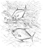 FNA042A.JPG