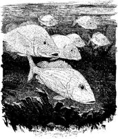 FNA041A.JPG