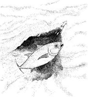 FNA037A.JPG