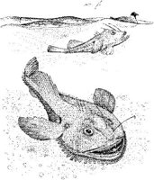 FNA036A.JPG