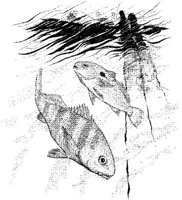 FNA033A.JPG