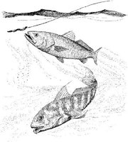FNA032A.JPG
