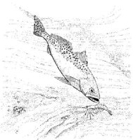 FNA031A.JPG
