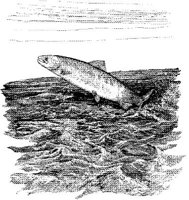 FNA030A.JPG