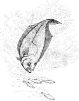FNA028A.JPG