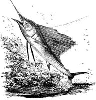 FNA026A.JPG
