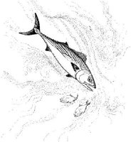 FNA024A.JPG
