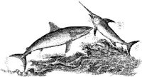 FNA022A.JPG