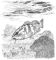 FNA021A.JPG